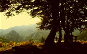Árboles, montaña, anochecer HD fondos de pantalla