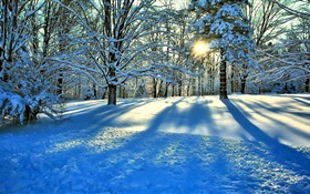 Invierno, nieve, árboles, rayos del sol