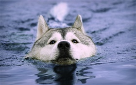 Lobo nadar en el agua