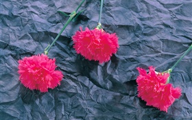 Claveles, flores de color rosa