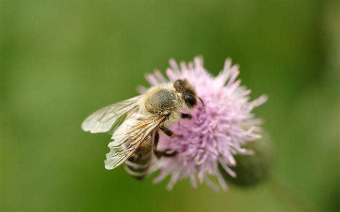 Insecto abeja close-up, flor de color rosa Fondos de pantalla, imagen