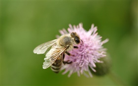 Insecto abeja close-up, flor de color rosa HD fondos de pantalla