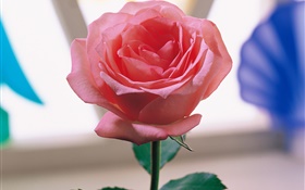 Una rosa rosa HD fondos de pantalla