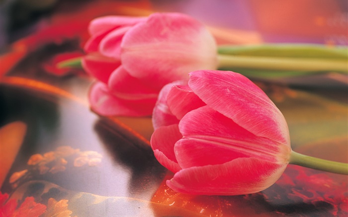 Tulipanes rosados, cerca de la flor Fondos de pantalla, imagen
