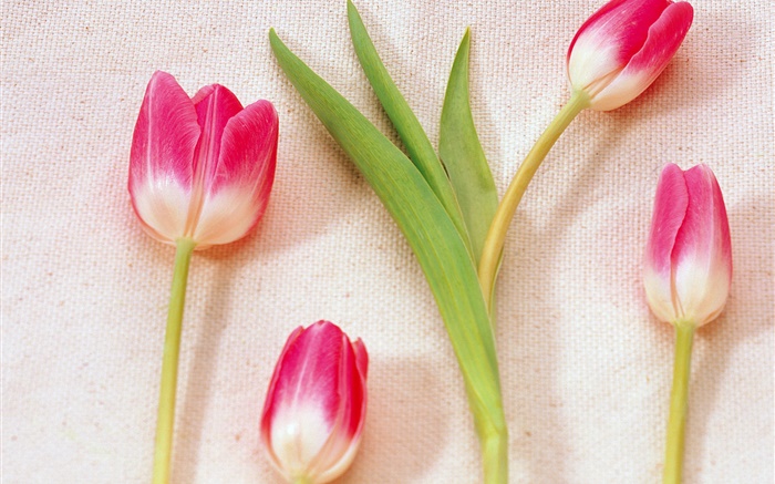 Rosa pétalos blancos tulipanes Fondos de pantalla, imagen