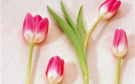 Rosa pétalos blancos tulipanes HD fondos de pantalla