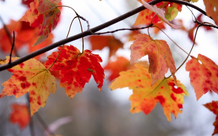 Hojas rojas, ramitas, otoño Fondos de pantalla, imagen