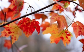 Hojas rojas, ramitas, otoño HD fondos de pantalla