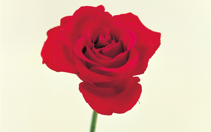 Una rosa roja Fondos de pantalla, imagen