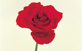 Una rosa roja HD fondos de pantalla