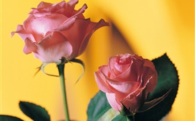 Rosa rosa, fondo amarillo HD fondos de pantalla