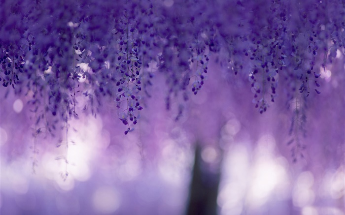 Wisteria, flores púrpuras, cortinas Fondos de pantalla, imagen