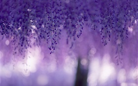 Wisteria, flores púrpuras, cortinas HD fondos de pantalla