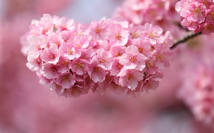 Rosa flores de cerezo flor, primavera Fondos de pantalla, imagen
