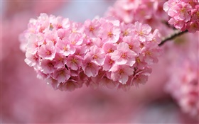 Rosa flores de cerezo flor, primavera HD fondos de pantalla