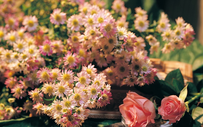 Flores rosadas, rosa y manzanilla Fondos de pantalla, imagen
