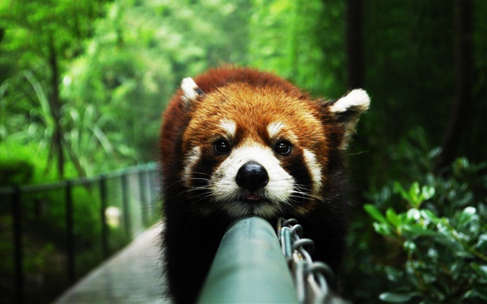 Panda roja descansar en la valla Fondos de pantalla, imagen