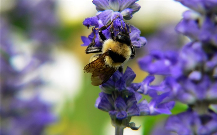 Insecto abeja, flores azules, bokeh Fondos de pantalla, imagen