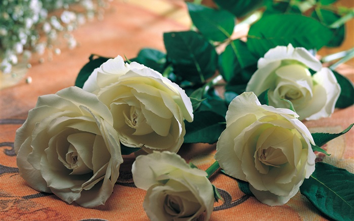 Flores de rosa blanca Fondos de pantalla, imagen