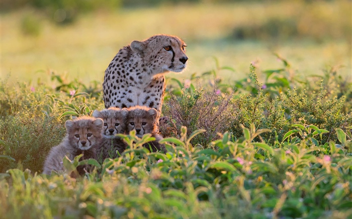 África, Tanzania, guepardos, familia, arbustos Fondos de pantalla, imagen