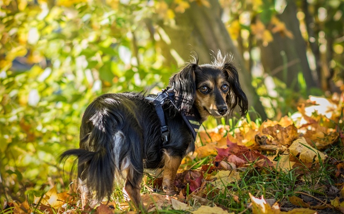 Negro, perro, mirada, espalda, hojas, otoño Fondos de pantalla, imagen