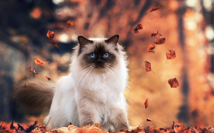 Gato de ojos azules, otoño, hojas Fondos de pantalla, imagen