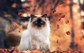 Gato de ojos azules, otoño, hojas