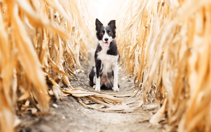 Perro, frente, vista, cornfield Fondos de pantalla, imagen