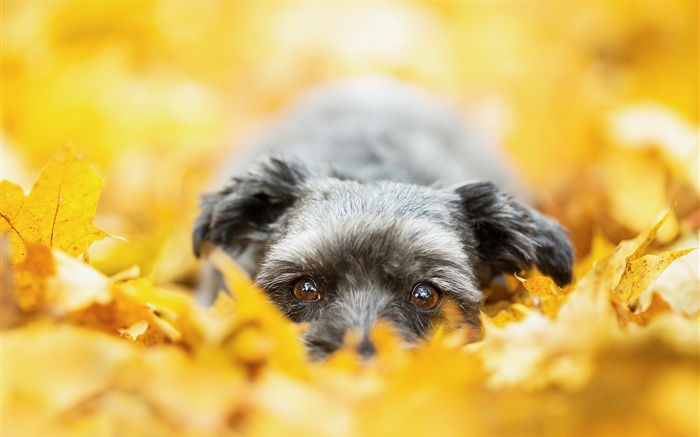 Perro escondido en las hojas amarillas, otoño Fondos de pantalla, imagen