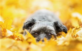 Perro escondido en las hojas amarillas, otoño HD fondos de pantalla