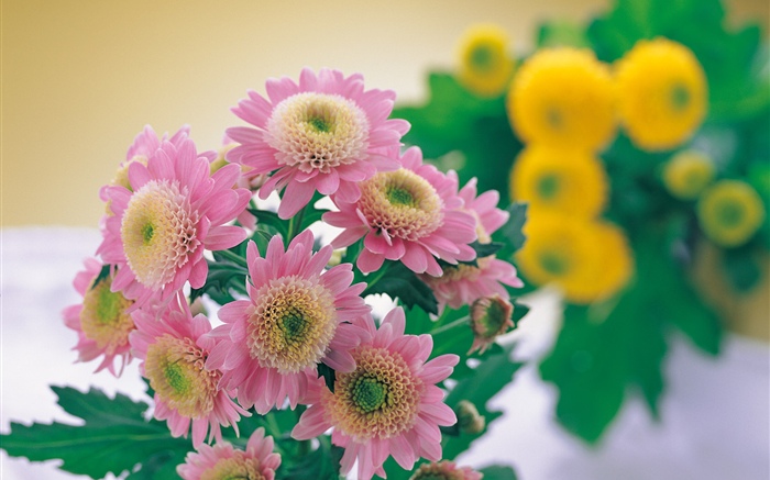 Fotografía rosada del crisantemo Fondos de pantalla, imagen