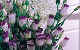 Púrpura pétalos blancos tulipanes HD fondos de pantalla