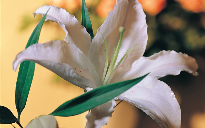 Flor de lirio blanco Fondos de pantalla, imagen