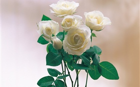 Rosas de pétalos blancos HD fondos de pantalla