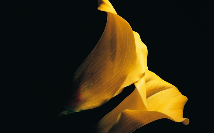 Amarillo pétalos calla lirio close-up Fondos de pantalla, imagen