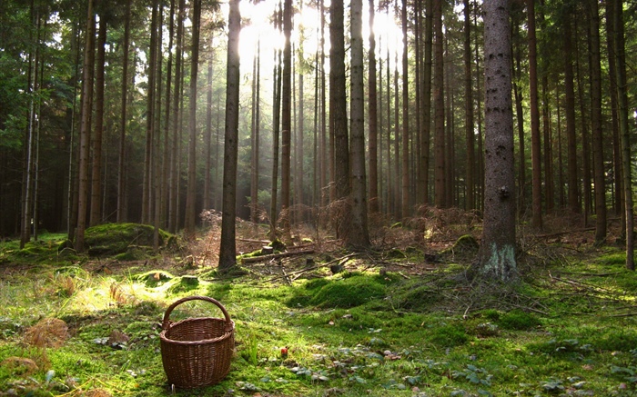 Austria, bosque, árboles, cesta Fondos de pantalla, imagen