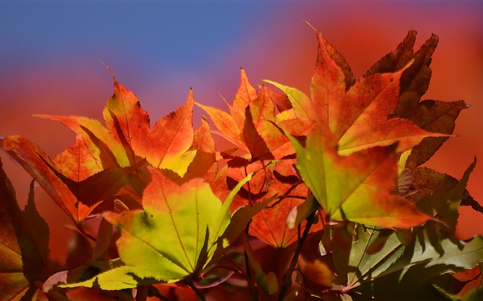 Otoño, hojas de arce rojo Fondos de pantalla, imagen