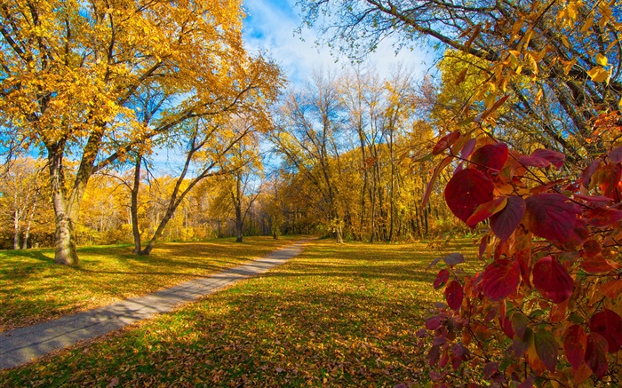 Otoño, árboles, hojas amarillas, camino Fondos de pantalla, imagen
