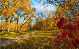 Otoño, árboles, hojas amarillas, camino