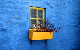 Pared azul, ventana, flores HD fondos de pantalla