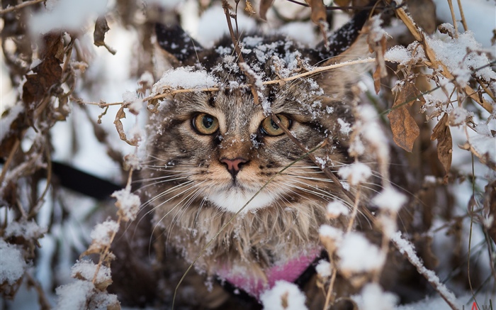 Británico doblar gato, nieve, invierno Fondos de pantalla, imagen