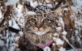 Británico doblar gato, nieve, invierno