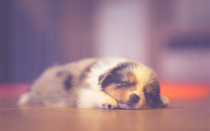 Lindo cachorro durmiendo, soñando Fondos de pantalla, imagen
