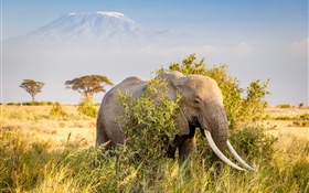 Elefante, arbustos HD fondos de pantalla