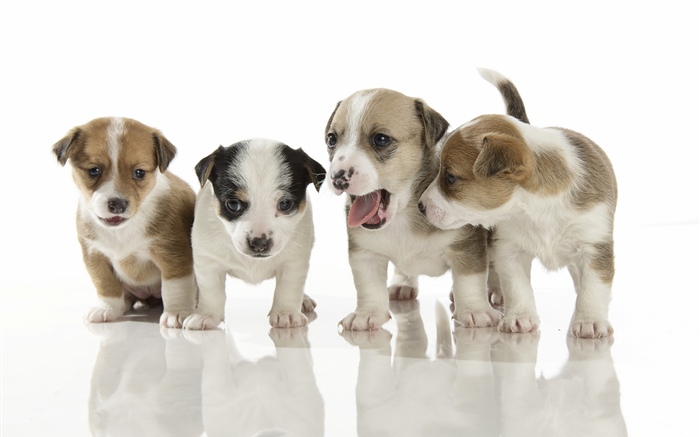 Cuatro lindos cachorros Fondos de pantalla, imagen