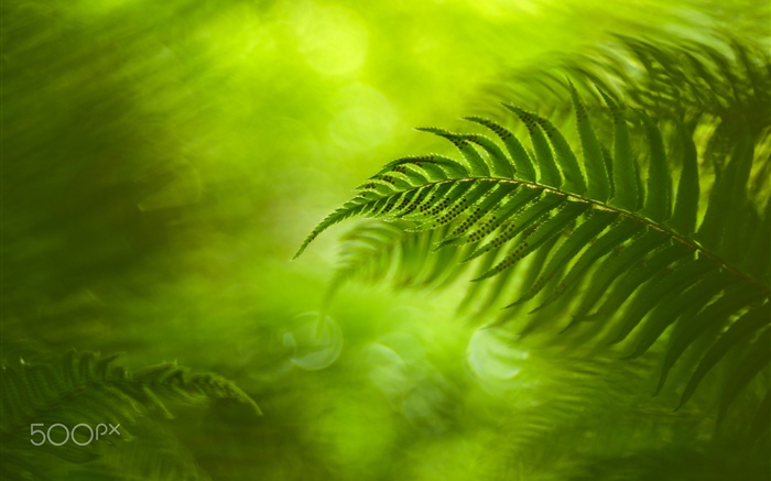 Hojas de helecho verde, naturaleza Fondos de pantalla, imagen