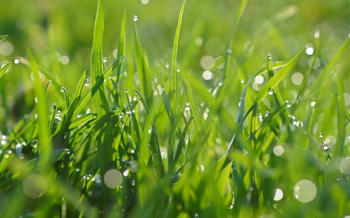 Hierba verde, gotas de agua, verano Fondos de pantalla, imagen