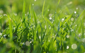 Hierba verde, gotas de agua, verano HD fondos de pantalla
