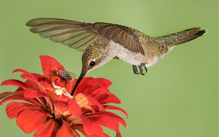 Vuelo de colibrí, alas, flores rojas Fondos de pantalla, imagen