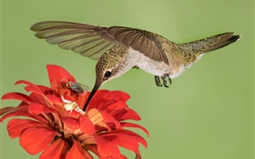 Vuelo de colibrí, alas, flores rojas HD fondos de pantalla